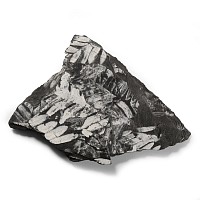 Natural History - Fossil Seed Fern Plate