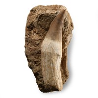 Natural History - Fossil Mosasaur 'Marine Dinosaur' Tooth with Root