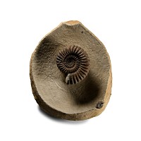Natural History - Large Ammonite Display