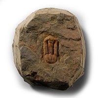 Natural History - Fossil Hamatolenus Trilobite
