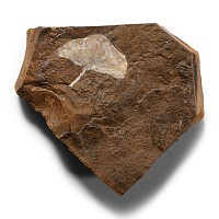 Natural History - Fossil Ginko Leaf