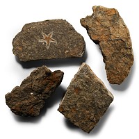Natural History - Fossil Starfish Group