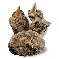 Natural History - Fossil Otodus Shark Teeth