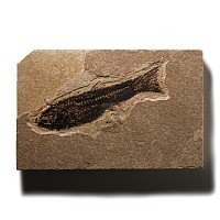 Natural History - Knightia Fossil Fish