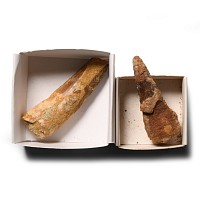 Natural History - Fossil Spinosaur Dinosaur Tooth Pair