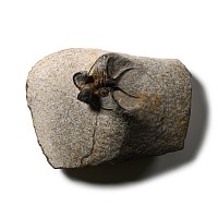 Natural History - Fossil Dicranurus Monstrosus Trilobite