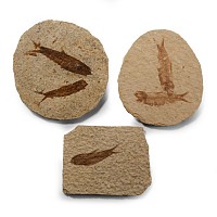Natural History - Knightia Fossil Fish Group