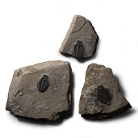 Natural History - Fossil Kingii Trilobite Group