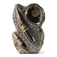 Natural History - Fossil Goniatite and Orthoceras Display