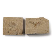 Natural History - Fossil Shrimp Group