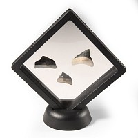 Natural History - Juvenile Megalodon Giant Shark Fossil Tooth Group