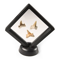 Natural History - Fossil Otodus Shark Tooth Display