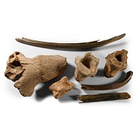 Natural History - British Fossil Bison Bone Collection