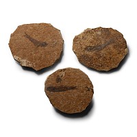 Natural History - Knightia Fossil Fish Group