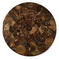 Natural History - Polished Fossil Ammonite Plate