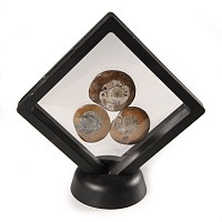 Natural History - Polished Fossil Goniatite Group