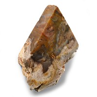 Natural History - Polished Fossilised Wood Section