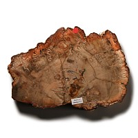 Natural History - Polished Fossilised Wood Slice