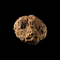 Natural History - North American Tyrannosaurus Rex Dinosaur Coprolite
