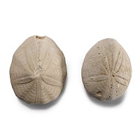 Natural History - Fossil Sea Urchin Pair