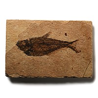 Natural History - Fossil Diplomystus Fish