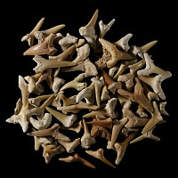 Natural History - Fossil Sand Shark Tooth Collection