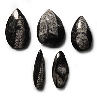 Natural History - Polished Fossil Orthoceras Group