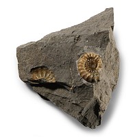 Natural History - British Fossil Ammonite