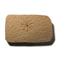 Natural History - Fossil Sinosura Brittlestar