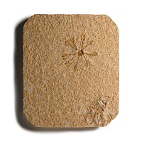 Natural History - Fossil Sinosura Brittlestar