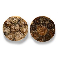 Natural History - Polished Fossil Ammonite Plate Pair
