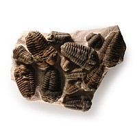 Natural History - Large Flexicalymene Fossil Trilobite Cluster