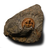 Natural History - Fossil Declivolithus Trilobite