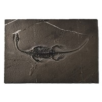 Natural History - Fossil Keichousaurus Marine Reptile Skeleton