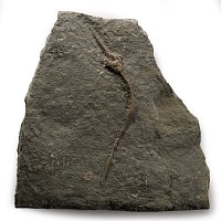 Natural History - Crinoid Fossil Display Plate