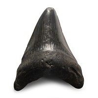 Natural History - Megalodon Giant Shark Fossil Tooth