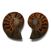 Natural History - Cut and Polished Fossil Ammonite
