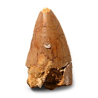 Natural History - Fossil African 'T-Rex' Tooth