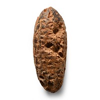 Natural History - Fossil Pine Cone