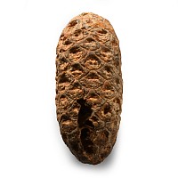 Natural History - Fossil Pine Cone