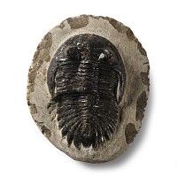 Natural History - Fossil Metcanthina Trilobite