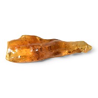 Natural History - Polished Copal with Insects
