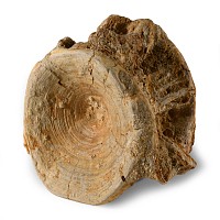 Natural History - Large Fossil Shark Vertebra
