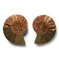Natural History - Cut and Polished Fossil Ammonite