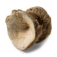 Natural History - Large Fossil Shark Vertebra