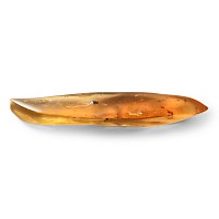 Natural History - Polished Copal with Insects
