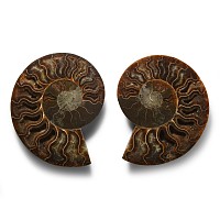 Natural History - Cut and Polished Fossil Ammonite