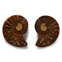 Natural History - Cut and Polished Fossil Ammonite
