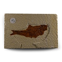 Natural History - Fossil Diplomystus Fish