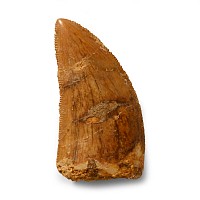 Natural History - Fossil African 'T-Rex' Tooth